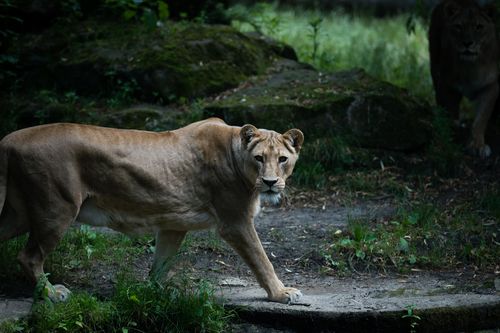 Free A powerful lioness prowling through a dense forest, showcasing wildlife in its natural habitat. Stock Photo
