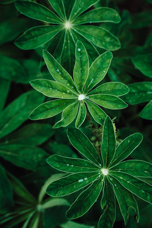 Immagine gratuita di botanico, foglie verdi, gocce di pioggia
