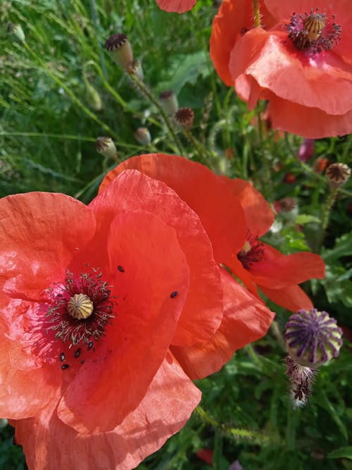 Gratis lagerfoto af blomstermotiv, blomstrende, delikat