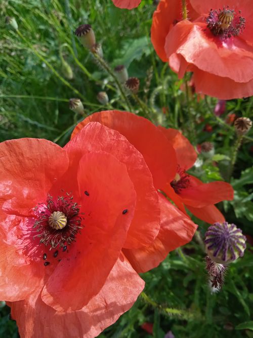 Free Close-up of vibrant red poppies blossoming in a lush green field during daylight. Stock Photo