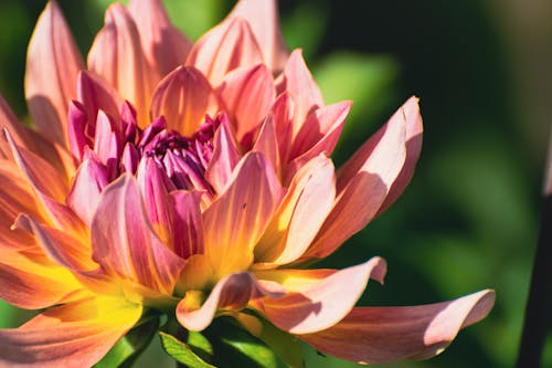 Free stock photo of baby pink, dahlia, macro