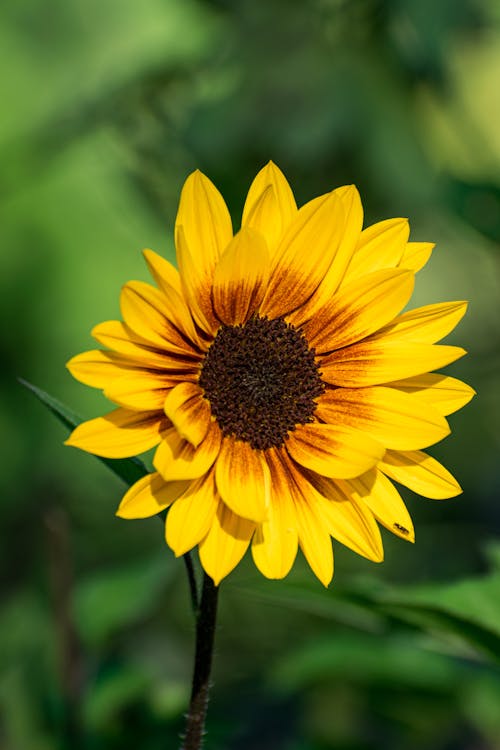 Free Close Up Shot of a Sunflower  Stock Photo