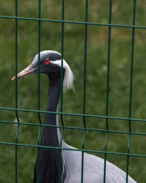 Foto profissional grátis de animal, aviário, bico