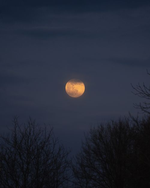 Free A full moon rising in a cloudy night sky over silhouetted trees. Stock Photo