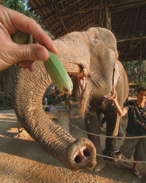 Close-Up Shot of a Person Feeding an Elephant