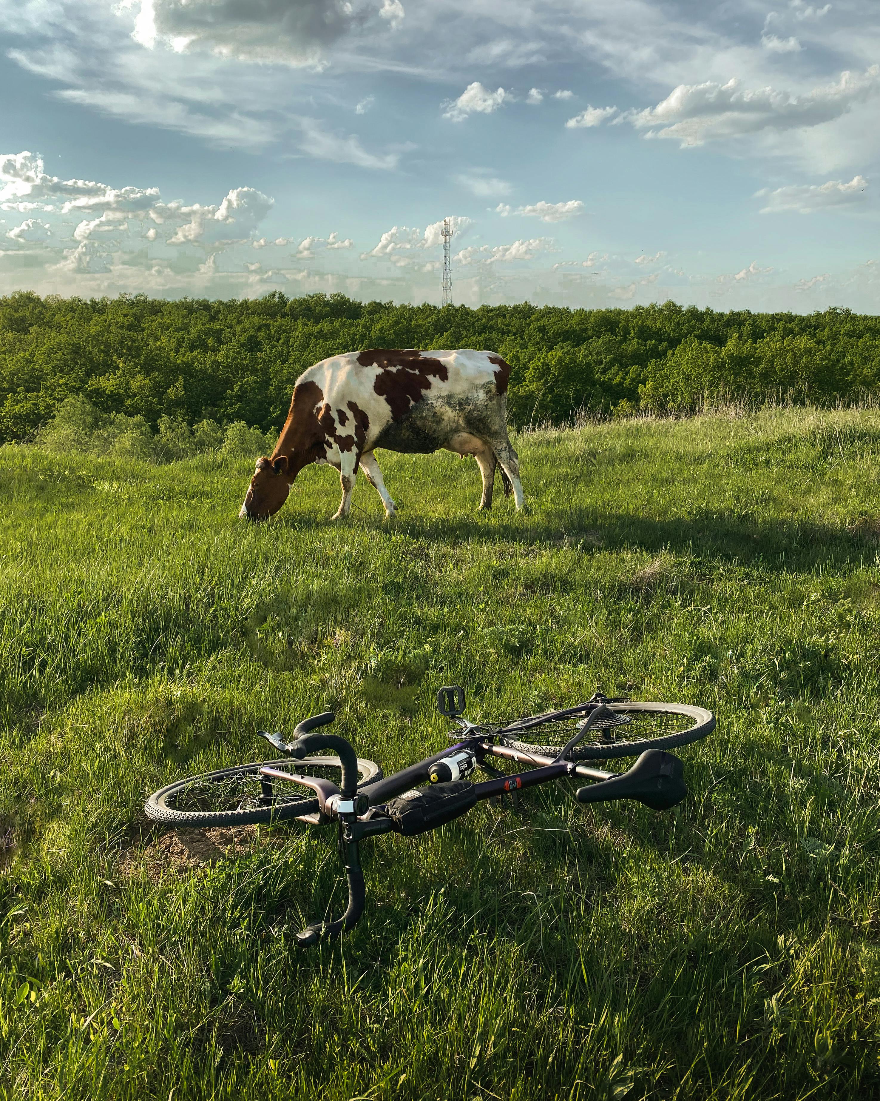 cow eating grass near a bicycle on grassland