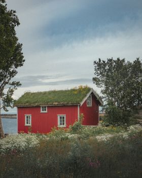 Serene red farmhouse amidst green landscape in Nordland, Norway with wildflowers.