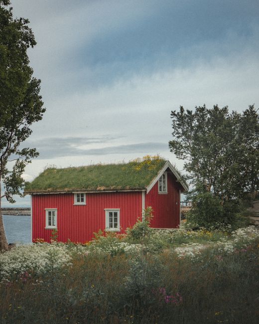 Serene red farmhouse amidst green landscape in Nordland, Norway with wildflowers.