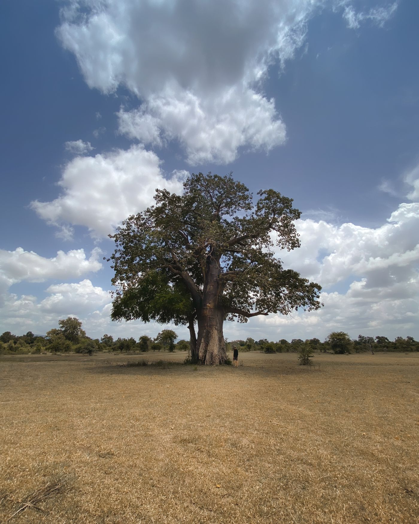 A solitary baobab tree standing in open savannah under a bright sky in Tanzania