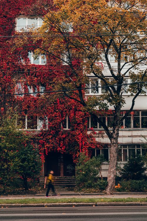 Free Street view of a building with vibrant autumn foliage and a passing pedestrian. Stock Photo