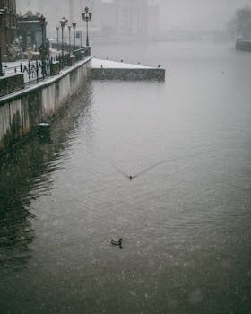 Serene winter scene of ducks swimming by a waterfront in a snowy, urban setting.