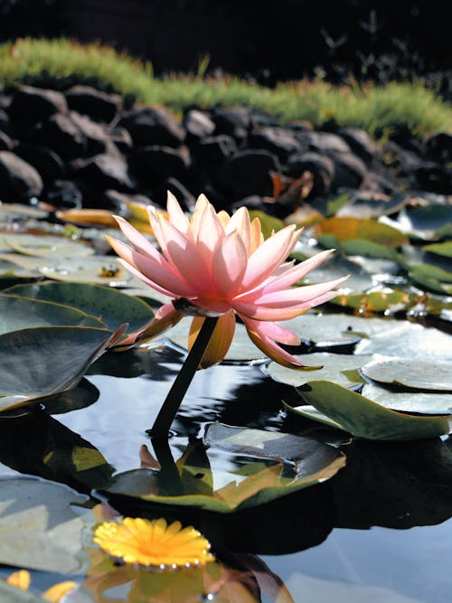 Water Lily in a Pond