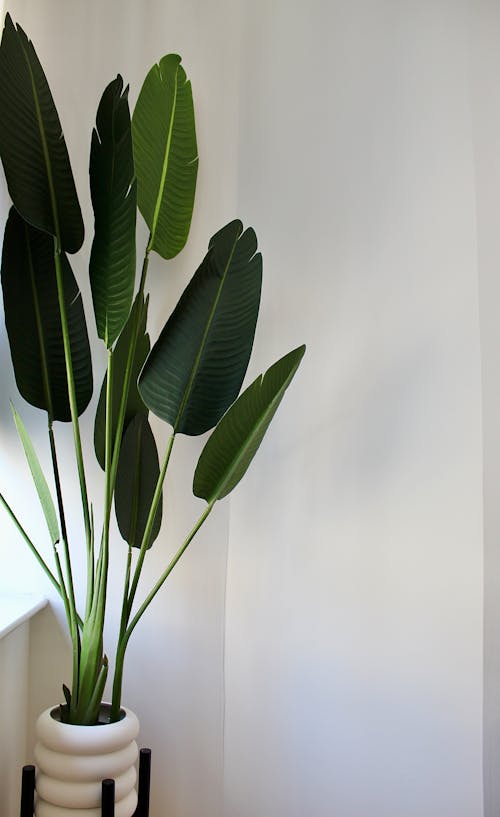 A Skybird Plant on beside a White Wall