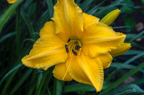 Close-Up Shot of a Daylily in Bloom