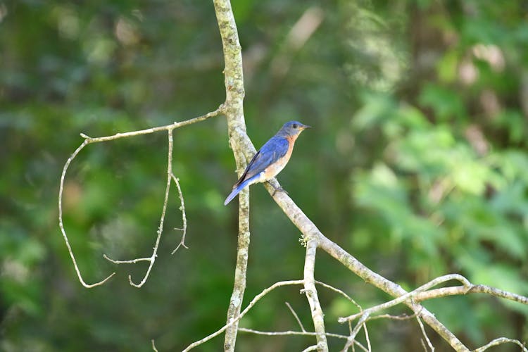 Close-Up Shot Of A Bluebird Perched On A Twig