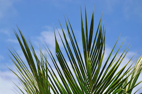 Hojas De Bambú Verde