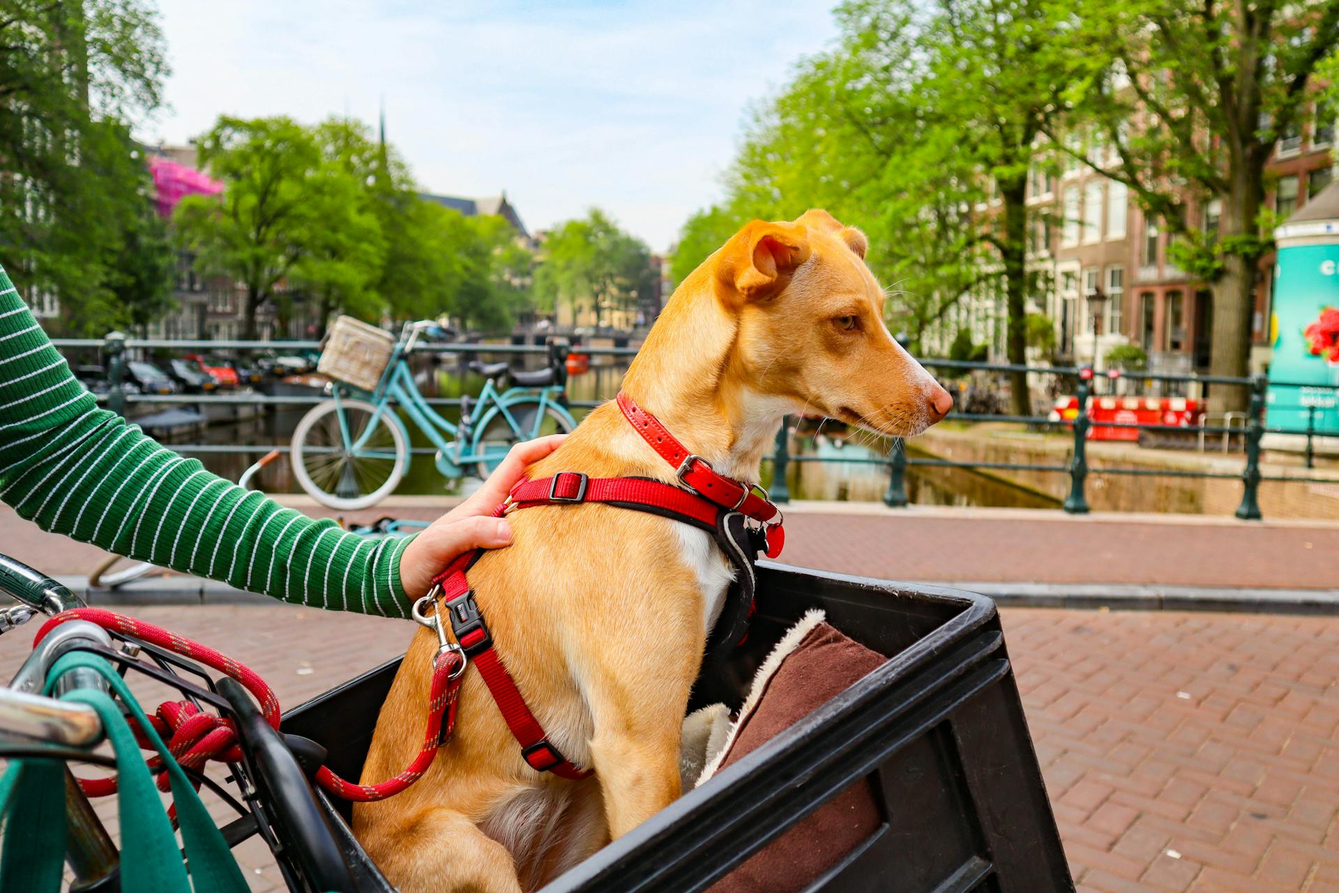 Pet Dog Seated in the Basket in Front of a Bicycle