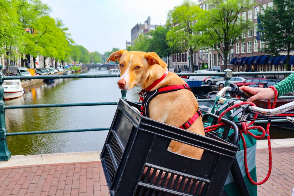 Dog Carrier with Leg Holes: Safety, Comfort & Best Backpack