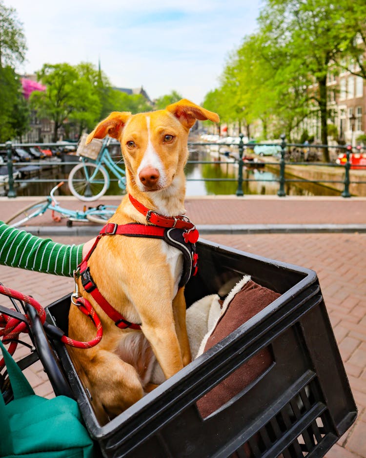 Dog Sitting In Pet Carrier In Front Of A Bicycle