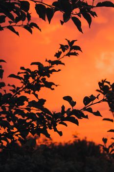 Dramatic sunset sky with silhouetted tree branches. Perfect for nature themes.