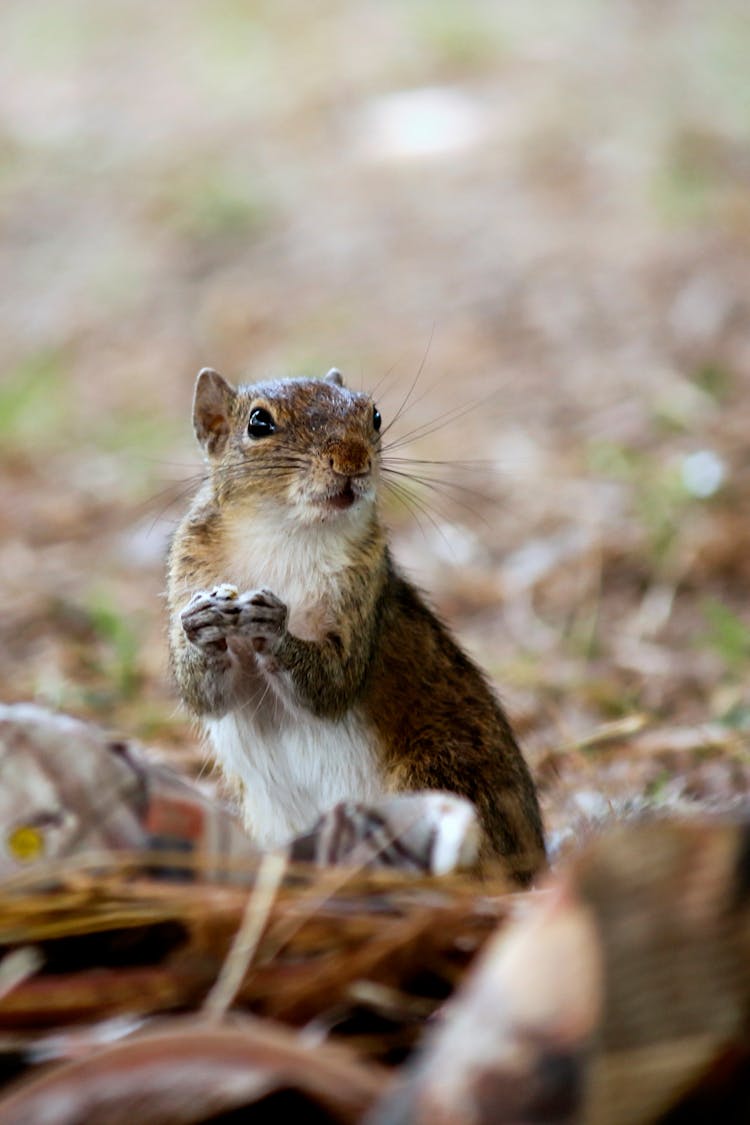 Macro Photography Of Brown Rodent