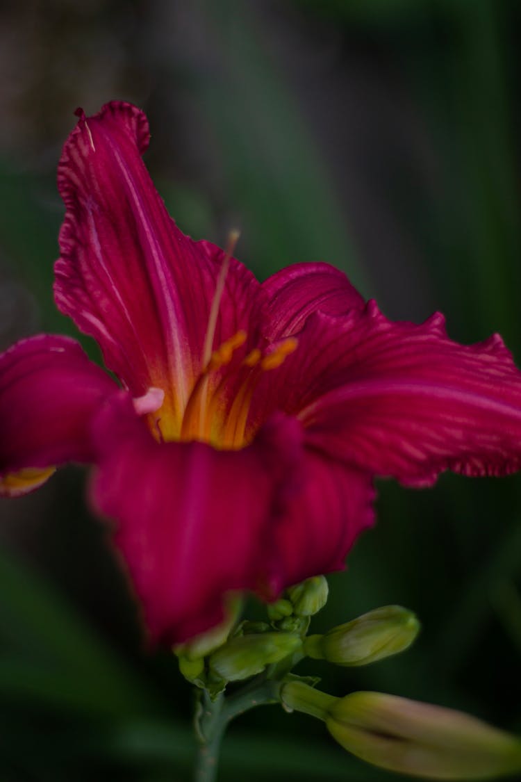 Red Daylily Flower In Bloom