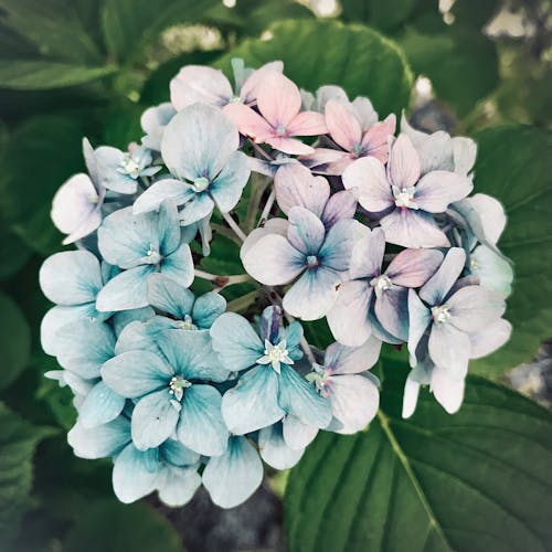 Kostenloses Stock Foto zu blauen blüten, blühen, blumen