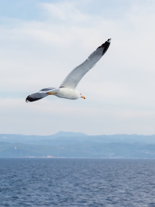 Free A Seagull Flying over the Sea Stock Photo