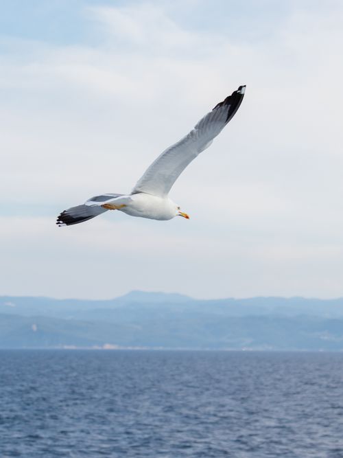 Free A majestic seagull flying over the ocean with mountains in the background, Greece. Stock Photo