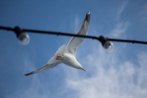 Free stock photo of seagull Stock Photo