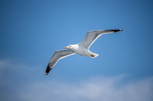 бесплатная Бесплатное стоковое фото с aves, laridae, летающий Стоковое фото