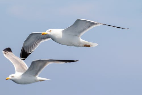 Free Two Seagulls Flying in the Sky Stock Photo