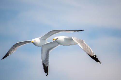 天空, 海鷗, 海鸟 的 免费素材图片