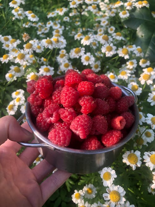 Close-Up Shot of a Person Holding Raspberries in a Stainless Bowl