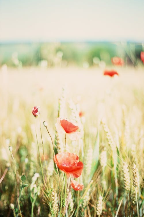 Základová fotografie zdarma na téma červené kytky, flóra, hřiště