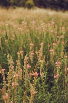 Wildflower meadow — photo by fatih on Pexels