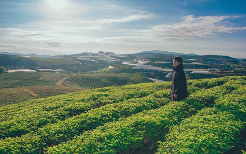 Người đàn ông đứng Trên Sân Cỏ Dưới Bầu Trời Trong