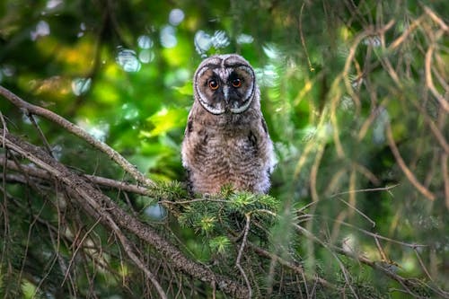 Brown Owl Perched on a Tree Branch