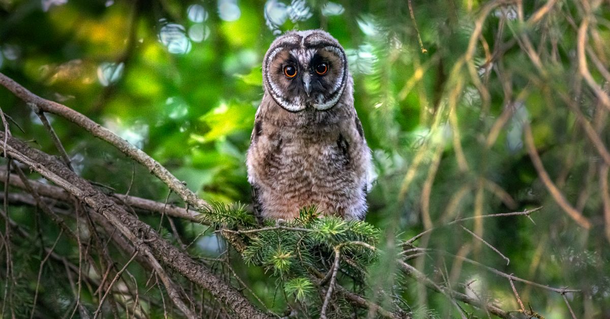 Hibou : Espèces, Comportement et Protection