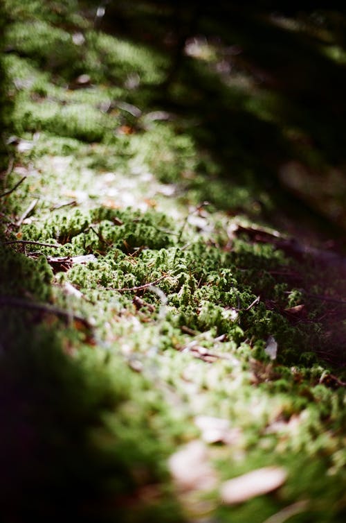 Gratis stockfoto met aarde, depth of field, groen