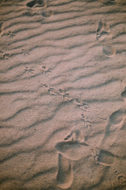 Kostnadsfri bild av fotspår, sand, strand