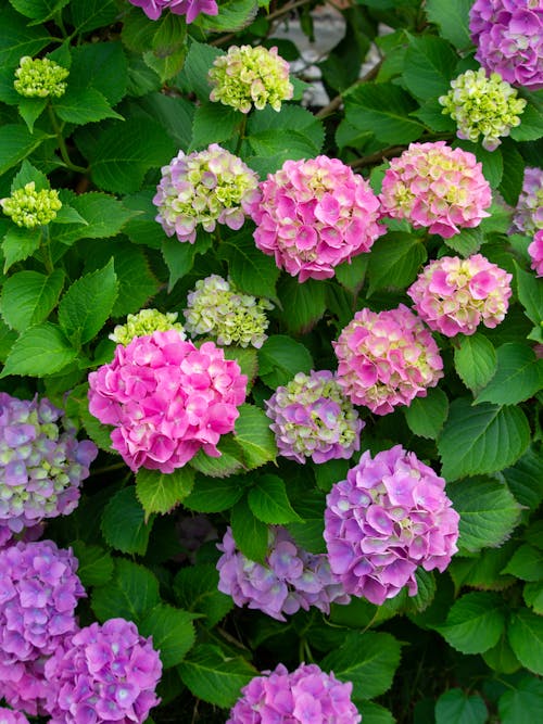 Close-Up Shot of Pink Hydrangea Flowers in Bloom