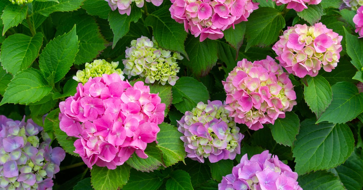 Close-Up Shot of Pink Hydrangea Flowers in Bloom · Free Stock Photo