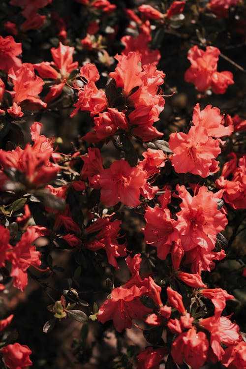 Close-Up Shot of Red Flowers in Bloom