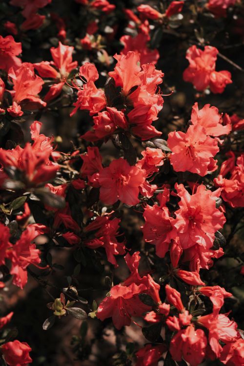 Free Close-up view of vibrant red azaleas in full bloom showcasing their delicate petals and natural beauty outdoors. Stock Photo