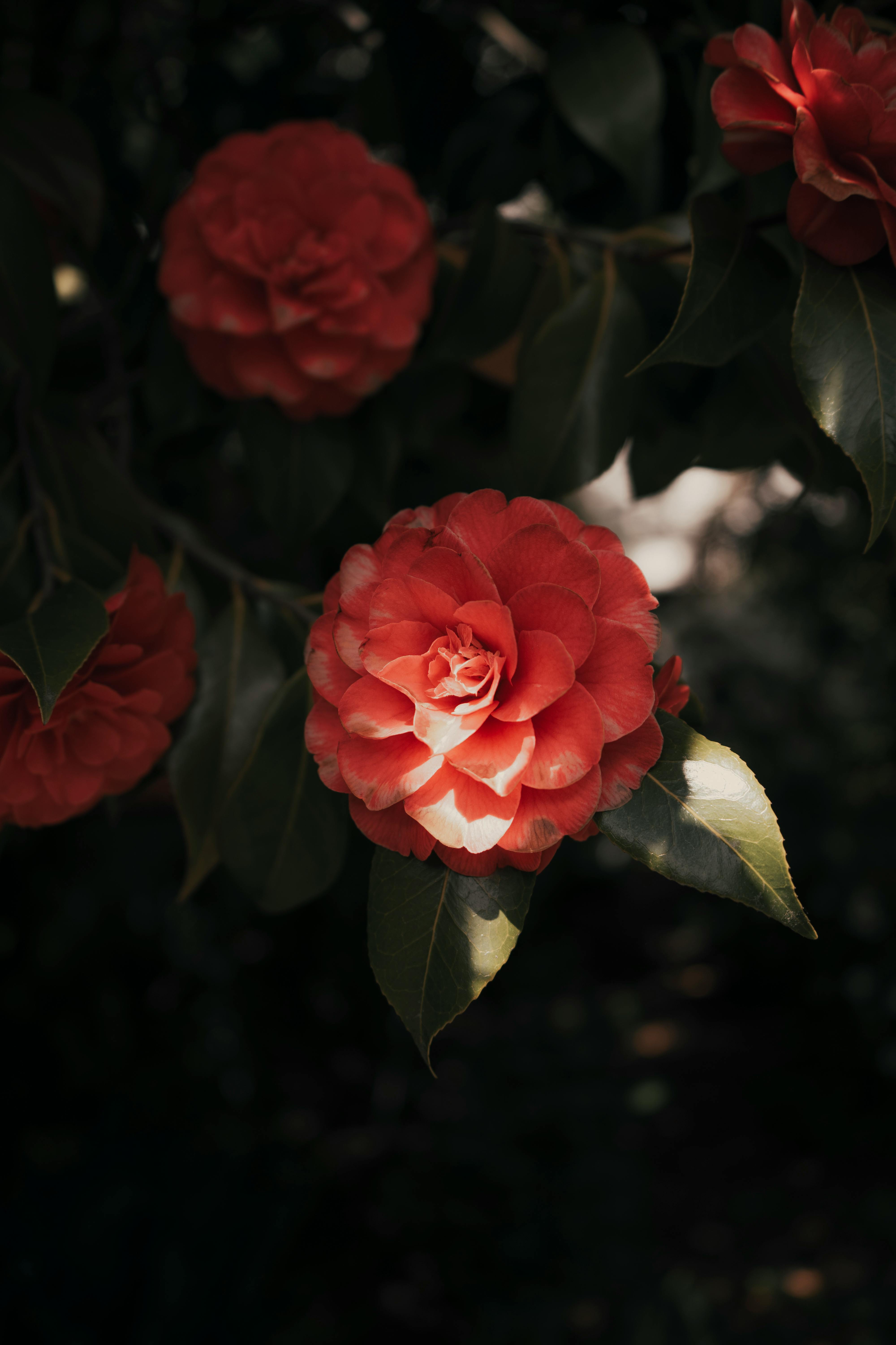 Vintage camellia flower phone wallpaper, | Premium Photo - rawpixel