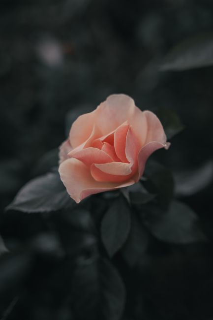 A close-up of a delicate pink rose bloom in dim, moody lighting, emphasizing its beauty.