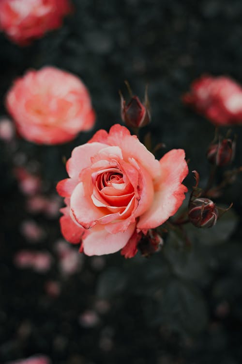 Close-Up Shot of a Pink Rose in Bloom