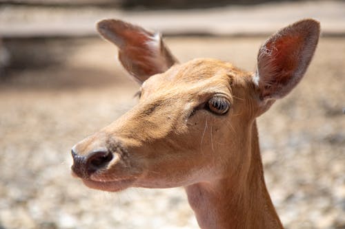 Brown Deer in Close Up Photography