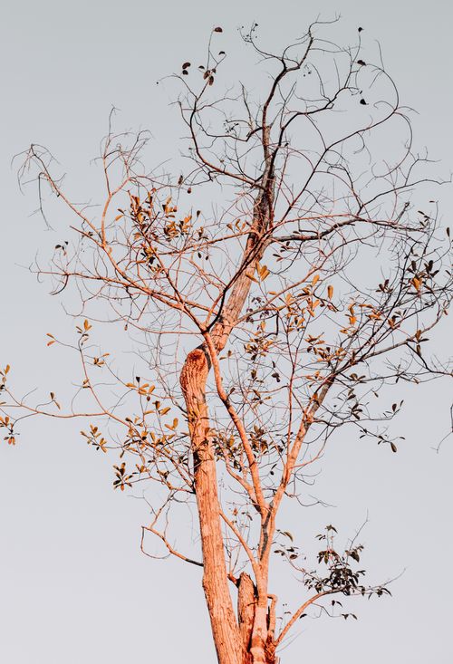 Free A barren tree with sparse leaves against a serene, pale sky, symbolizing autumn's approach. Stock Photo